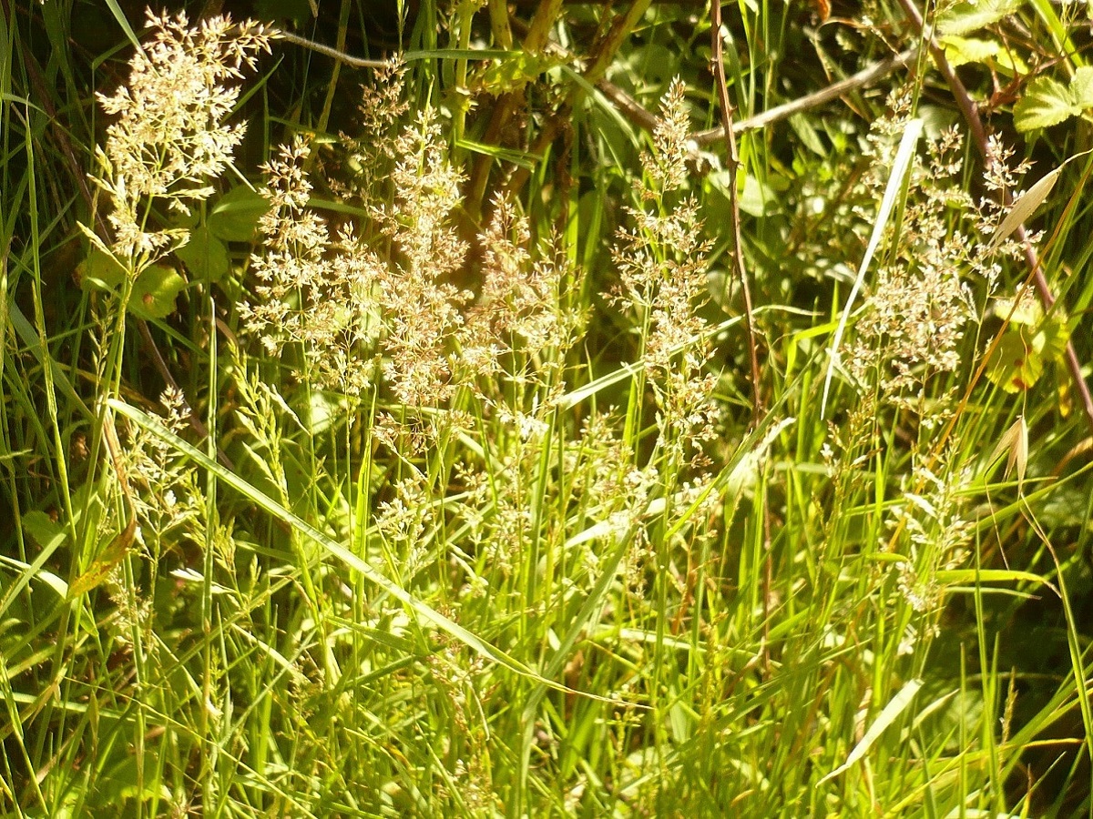 Agrostis stolonifera var. stolonifera (Poaceae)